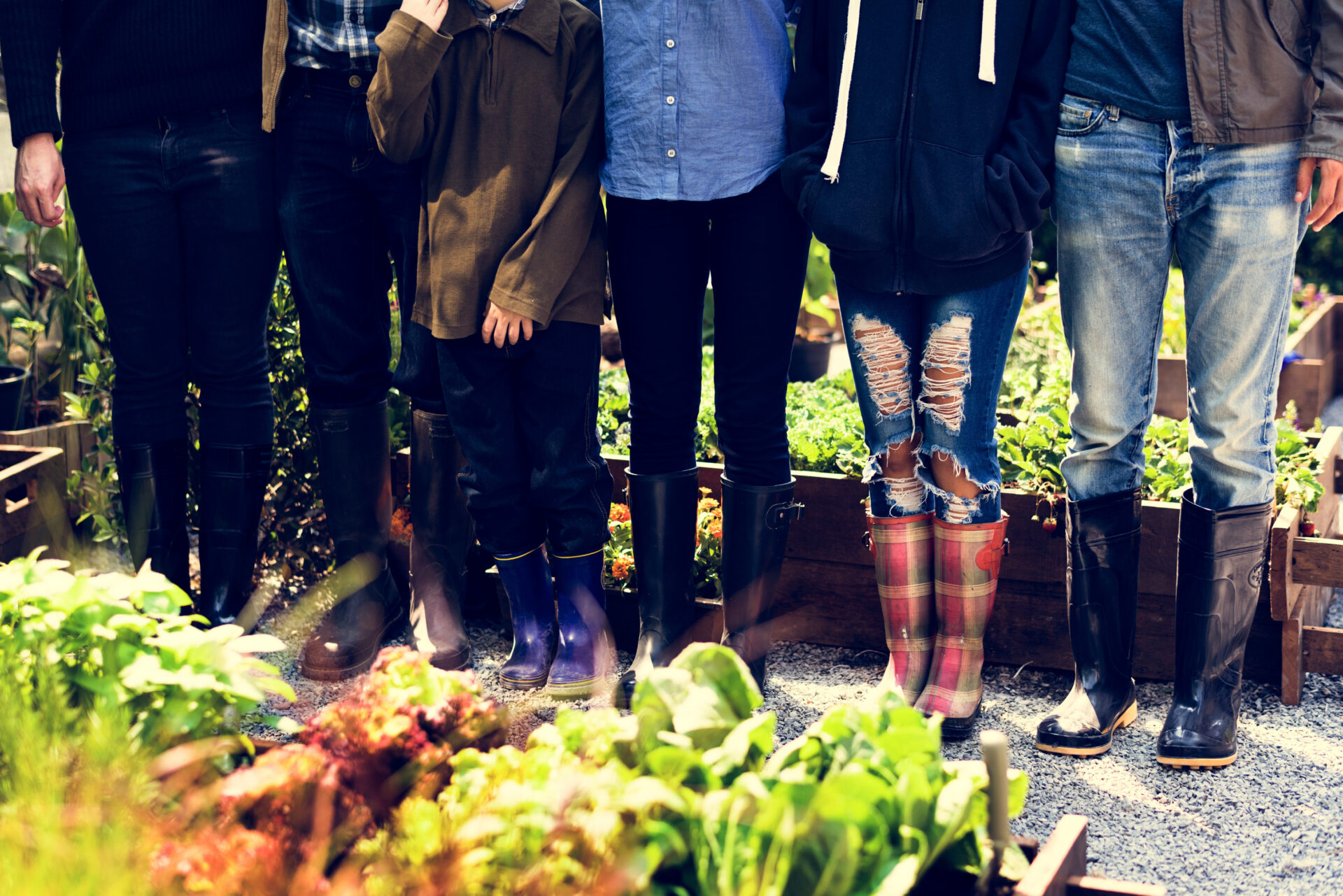 Group of people planting vegetable in greenhouse