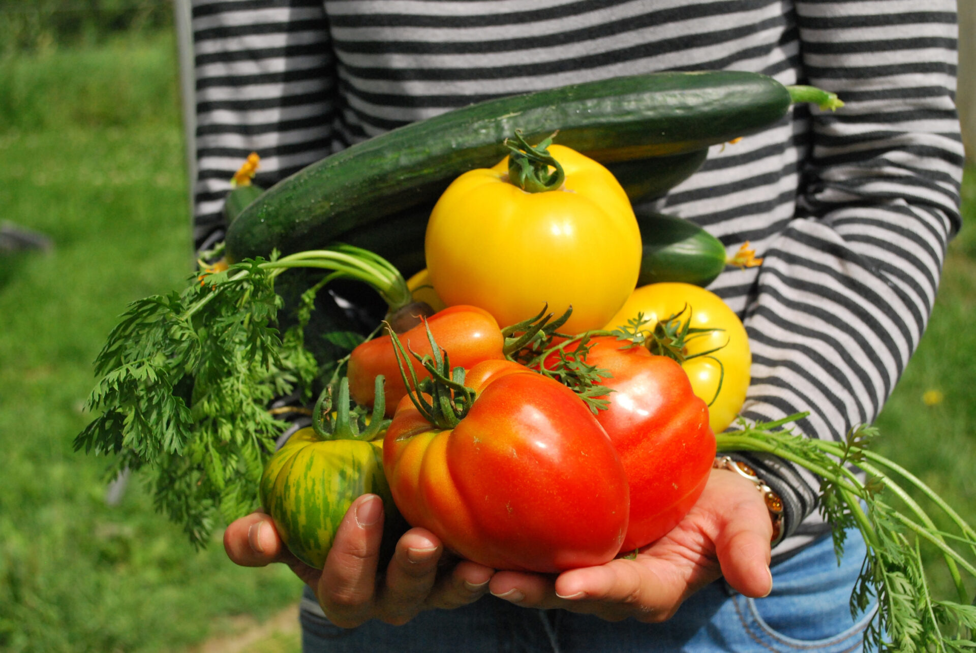 Free person holding different vegetables image, public domain CC